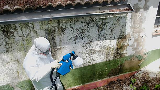 Trusted Black Mold Removal service in Woodstock, VA - Cheap Mold Removal